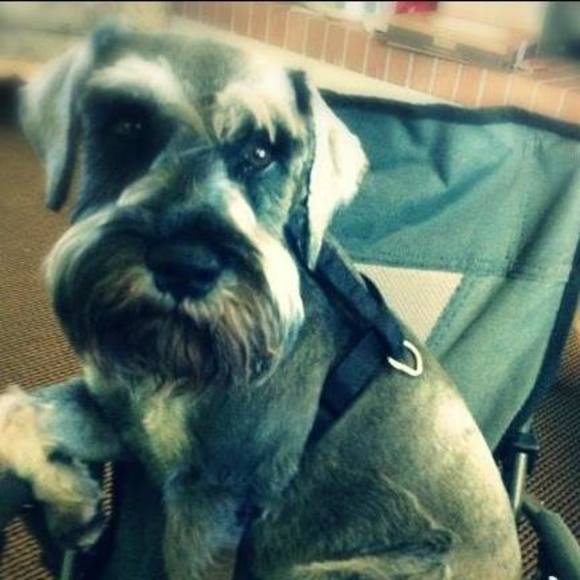 Meet your Posher, Mia - Picture 1 of 1